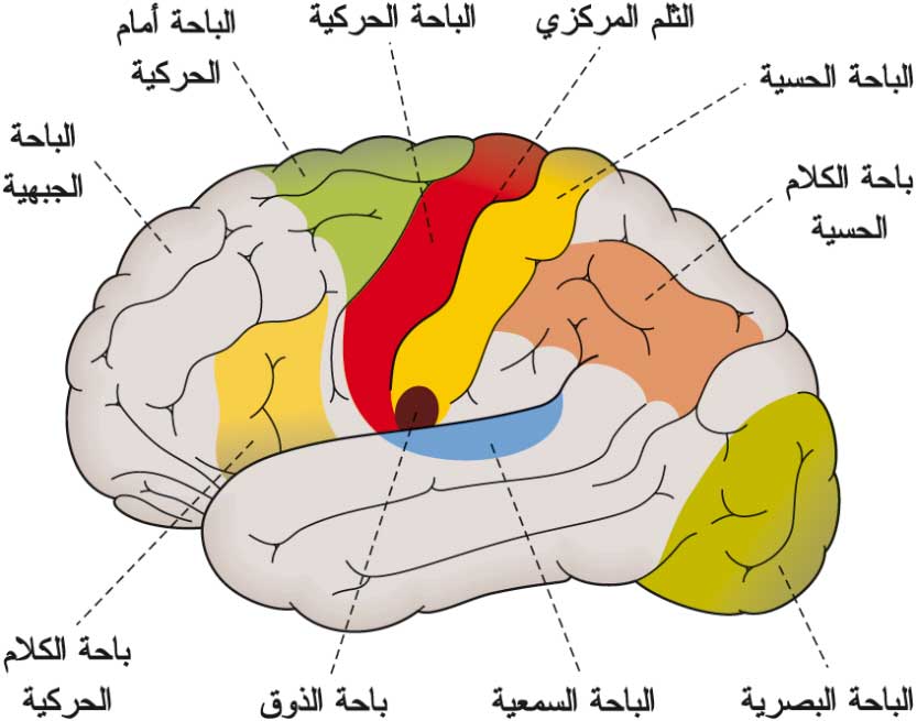 الحساسية الشعورية